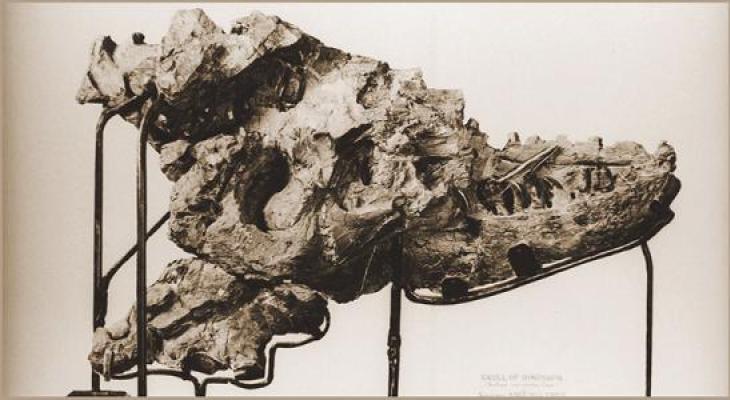 Historic photograph of Albertosaurus skull fragment found by Joseph Burr Tyrrell. 