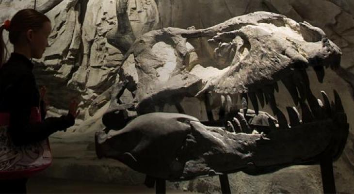 A child looks at a Tyrannosaurus rex skull. 