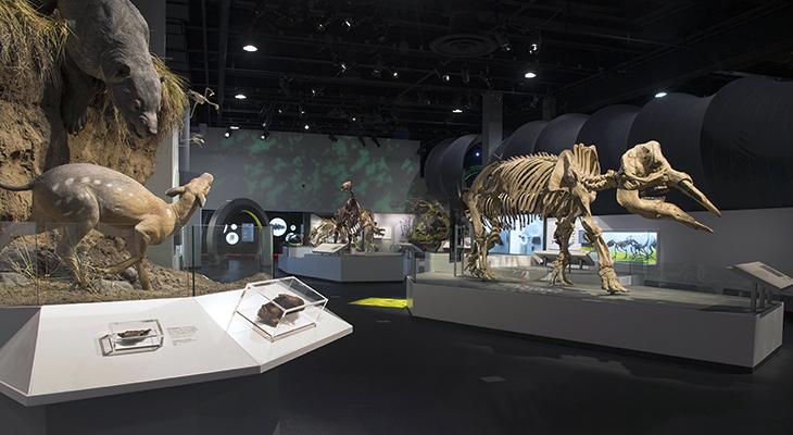 Display featuring large skeletons of extinct mammals. 